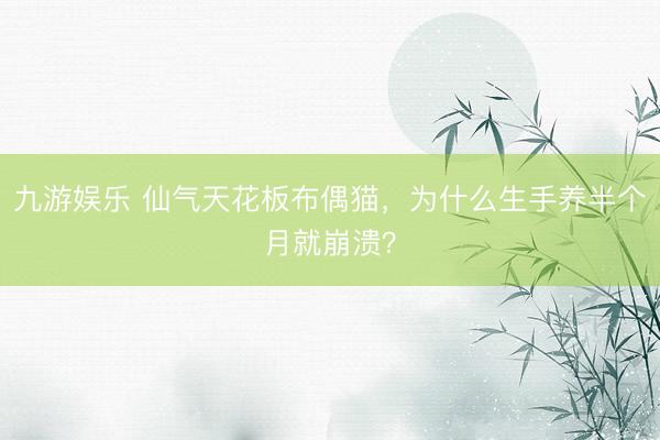 九游娱乐 仙气天花板布偶猫，为什么生手养半个月就崩溃？